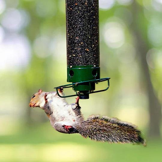 Squirrel Proof Bird Feeder